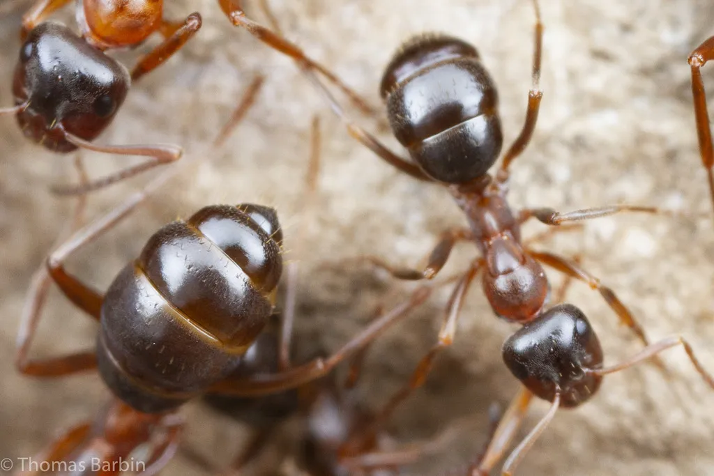 Formica subpolita - photo 2
