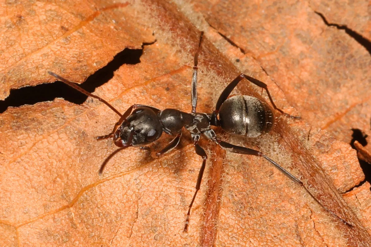 Formica subsericea - Formica subsericea