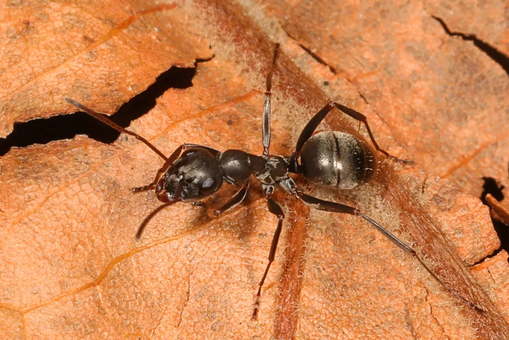 Formica subsericea - photo 3