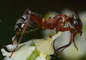Formica transmontanis - photo 2