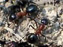 Formica ulkei