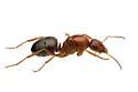 Formica undescribed-az-riparian