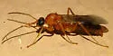 Formica vinculans