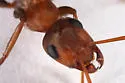 Formica xerophila - photo 4
