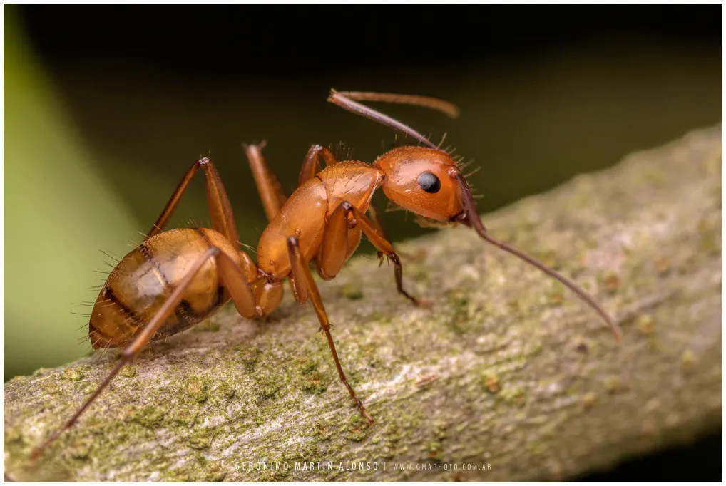 Ants - photo 3