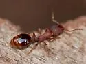 Formicoxenus hirticornis - Formicoxenus hirticornis