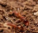 Formicoxenus hirticornis - photo 2