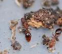 Formicoxenus hirticornis - photo 3