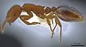 Formicoxenus hirticornis - photo 4