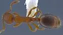 Formicoxenus hirticornis - photo 5