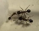 Formicoxenus provancheri