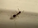 Formicoxenus provancheri - photo 2