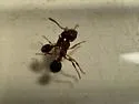 Formicoxenus provancheri - photo 3
