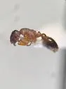 Formicoxenus provancheri - photo 4