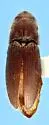 Fornax appalachiensis