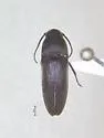 Fornax convexicollis