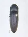 Fornax dixiensis