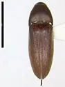 Fornax floridana