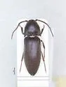 Fornax lucidicollis