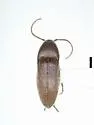 Fornax melsheimeri