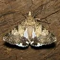 Forsebia Moth - Hodges#8613 - Forsebia cinis