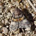Forsebia Moth - Hodges#8613 - photo 2