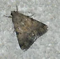 Forsebia Moth - Hodges#8613 - photo 3
