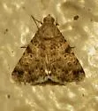 Forsebia Moth - Hodges#8613 - photo 4