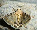 Forsebia Moth - Hodges#8613 - photo 5