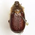 Fossocarus creoleorum - Fossocarus creoleorum