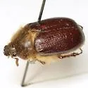Fossocarus creoleorum - photo 2