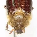 Fossocarus creoleorum - photo 3