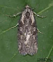 Fota armata - Hodges#9842 - photo 3