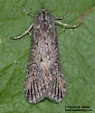 Fota armata - Hodges#9842 - photo 4