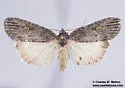 Fota armata - Hodges#9842 - photo 5