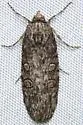 Fota minorata - Hodges#9843
