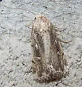 Fotella notalis - Hodges#9833 - Fotella notalis