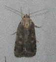 Fotella notalis - Hodges#9833 - photo 2