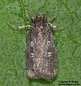 Fotella notalis - Hodges#9833 - photo 3