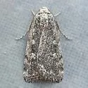 Fotella notalis - Hodges#9833 - photo 4