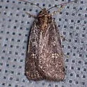 Fotella notalis - Hodges#9833 - photo 5