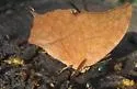 Angled Leafwing - Hodges#4555