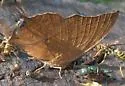 Angled Leafwing - Hodges#4555 - photo 2