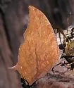 Angled Leafwing - Hodges#4555 - photo 3