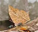 Angled Leafwing - Hodges#4555 - photo 4