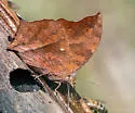 Angled Leafwing - Hodges#4555 - photo 5