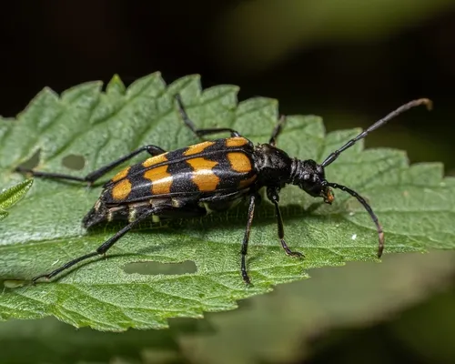 Four-banded Longhorn Beetle