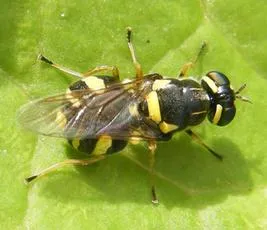Four-barred Major