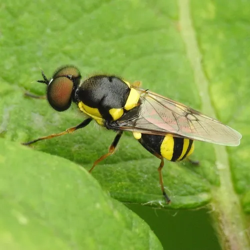 Four-barred Major - photo 2