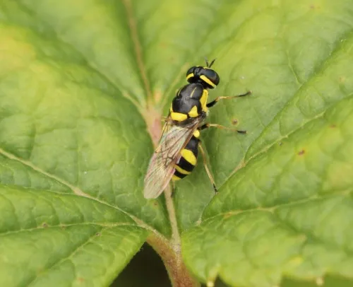 Four-barred Major - photo 3